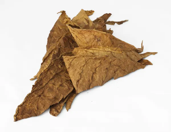 Dried tobacco leaves — Stock Photo, Image