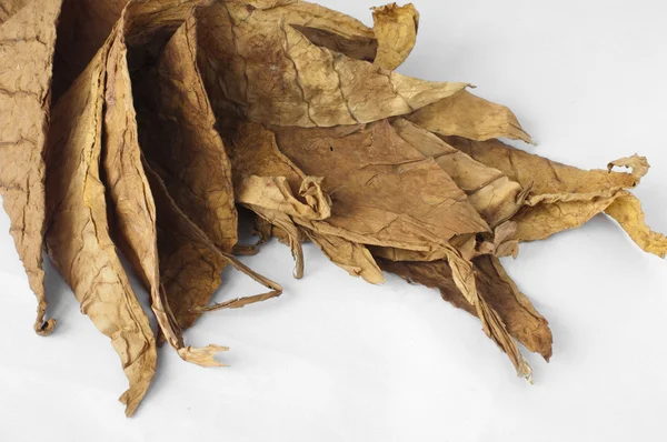Gedroogd tabaksbladeren — Stockfoto