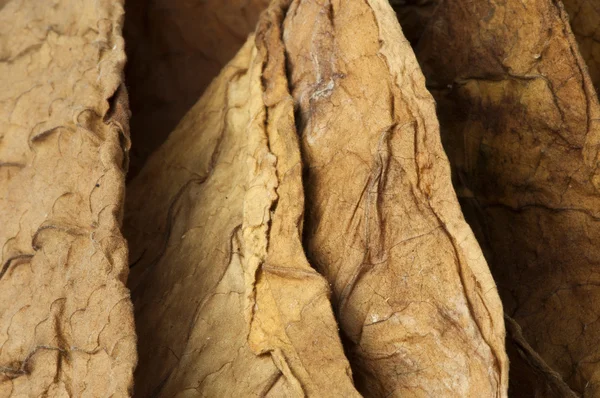 Suszonych liści tytoniu — Zdjęcie stockowe