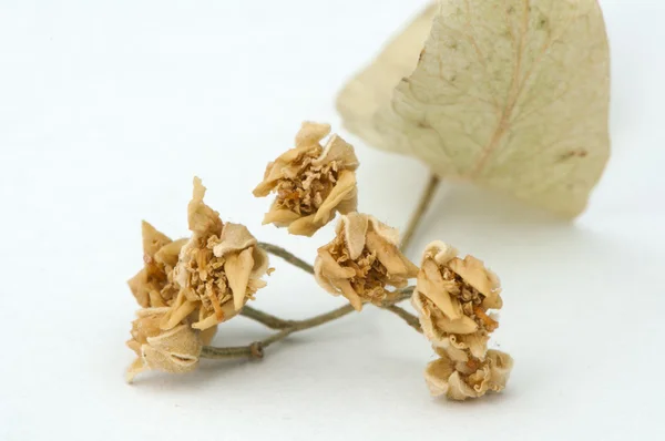Fiore di tiglio essiccato — Foto Stock