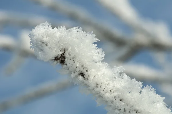 雪に覆われた木の幹 — ストック写真