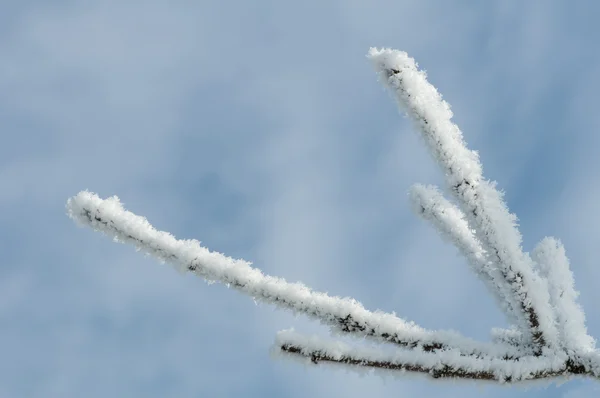 Troncos de árboles nevados — Foto de Stock
