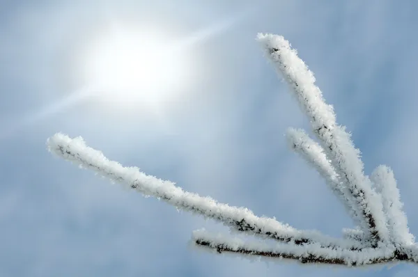 Снежные стволы деревьев и солнечный свет — стоковое фото