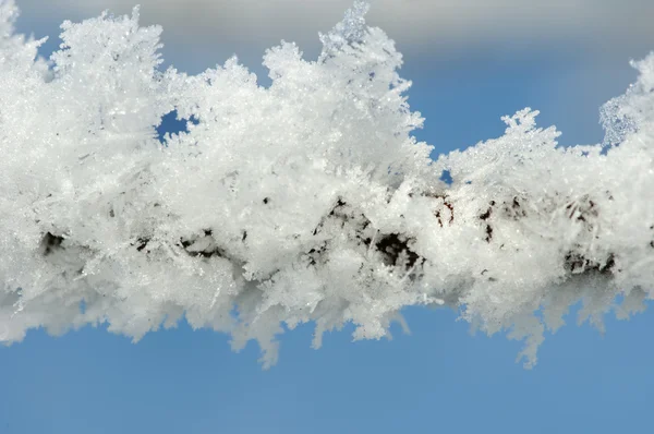 Снежные стволы деревьев — стоковое фото