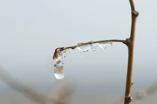 Капли ледяной росы на ветку — стоковое фото