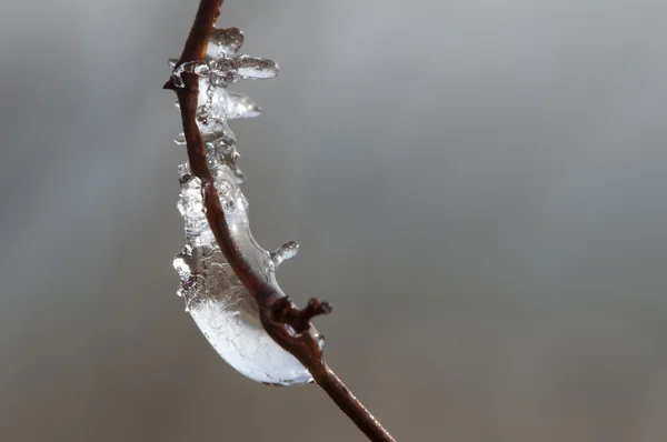 Капли ледяной росы на ветку — стоковое фото