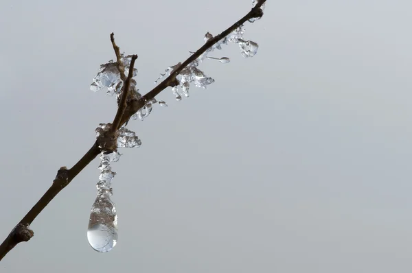 Gotas de rocío congelado en una rama — Foto de Stock
