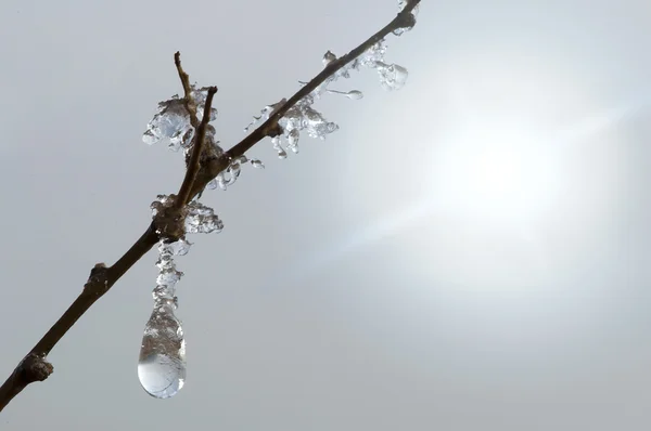 Gotas de rocío congelado en una rama — Foto de Stock