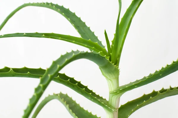 stock image Aloe Vera