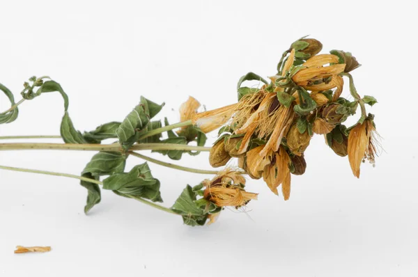 Suszone zioła hypericum perforatum — Zdjęcie stockowe