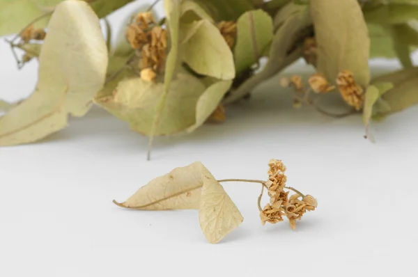 Dried lime blossom — Stock Photo, Image
