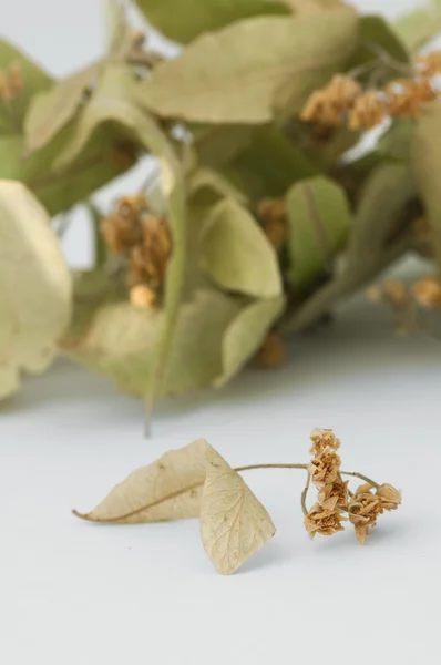 Flor de lima seca — Fotografia de Stock
