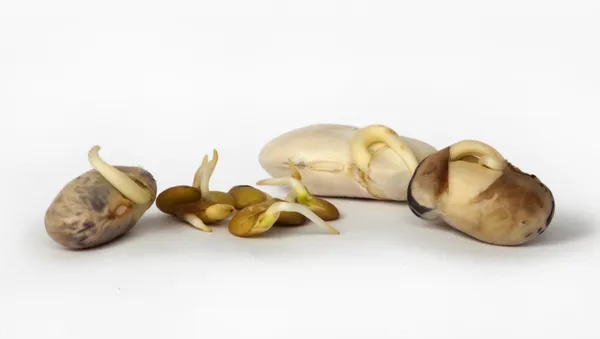 Sprouted beans close up — Stock Photo, Image