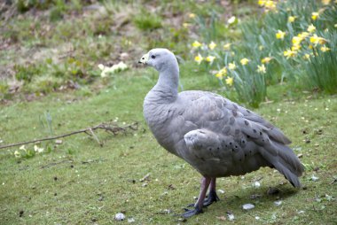 Cape Barren Goose clipart