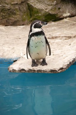 Humboldt Penguin clipart