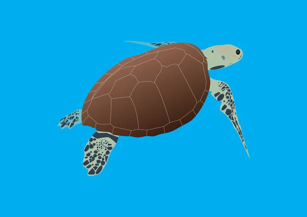 Hawksbill Turtle — Stock Vector