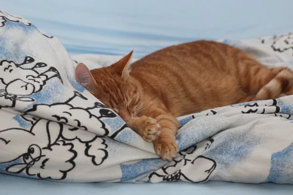 Álmos macska Stock Kép