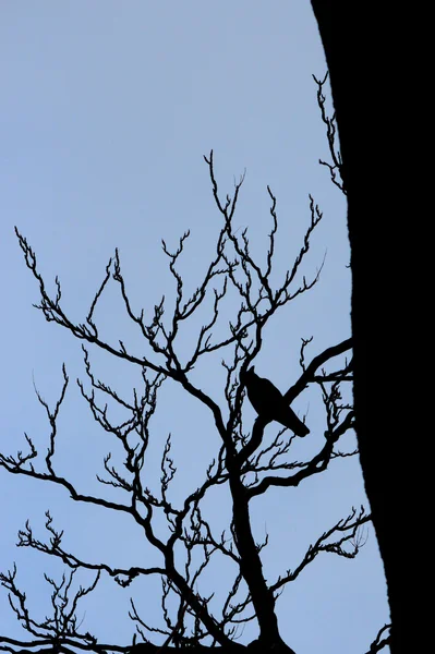 Krähe in einem Baum — Stockfoto