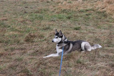 Tasmalı Husky