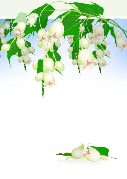 Árvore exótica flores brancas e folhas com lugar para texto —  Vetores de Stock