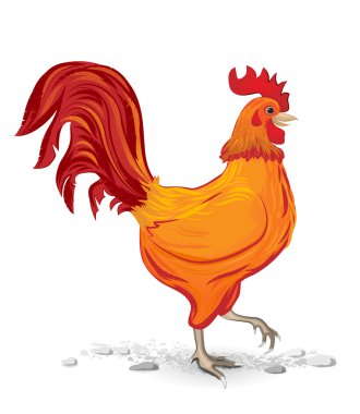 Walking cock in outdoor scene clipart