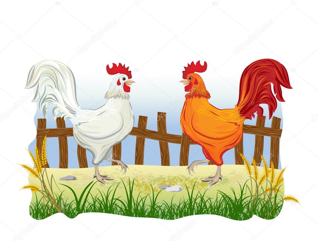 Two cocks in country side outdoor scene with fence
