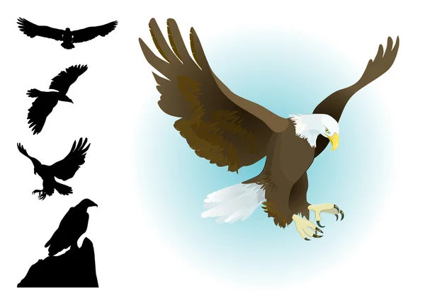 Colección de águilas aterrizando, volando, sentado con siluetas conjunto — Vector de stock
