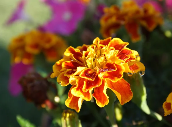 Blüten — Stock Photo, Image