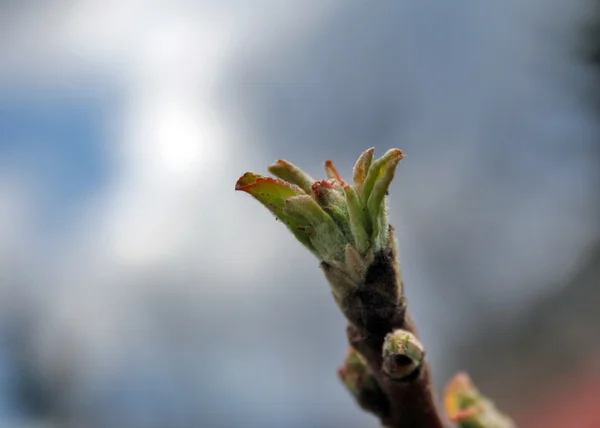 stock image Blüten