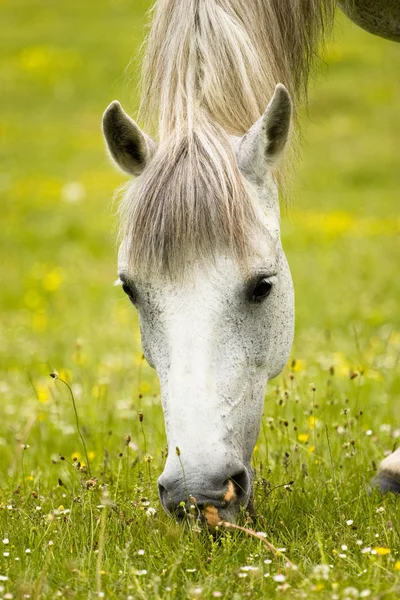 stock image Horse grazing