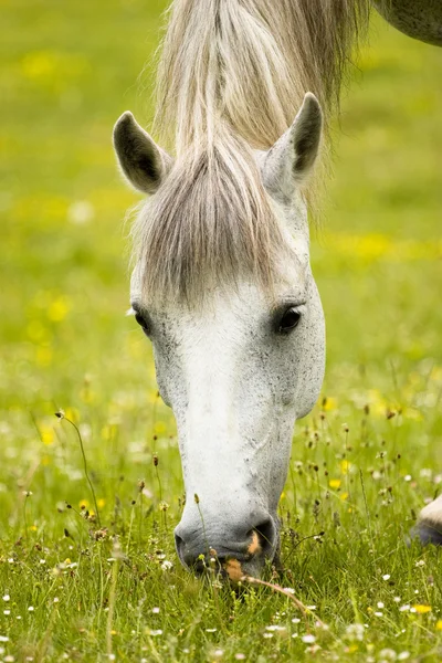Ló legeltetés Stock Kép
