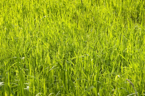 Słoneczny trawa Obrazy Stockowe bez tantiem