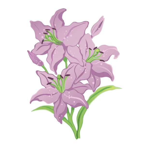 Drei lila Lilien — Stockvektor
