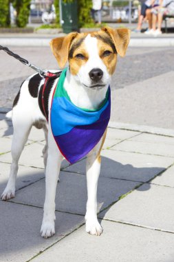 Pet dog with a rainbow-clolred cloth clipart