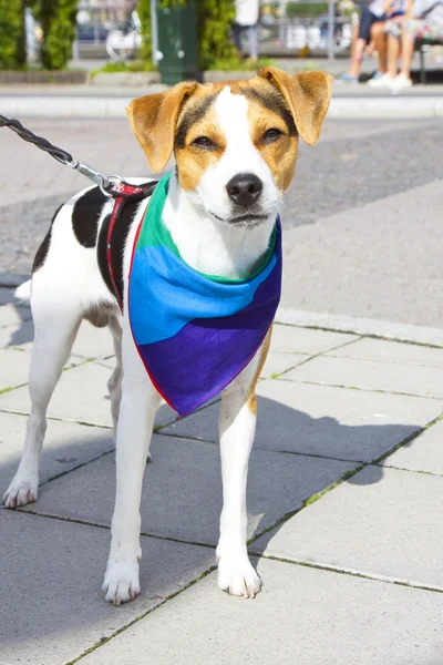 stock image Pet dog with a rainbow-clolred cloth