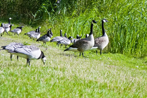 stock image Wild geese in the park