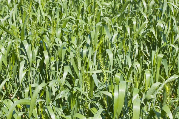 stock image Green wheat background