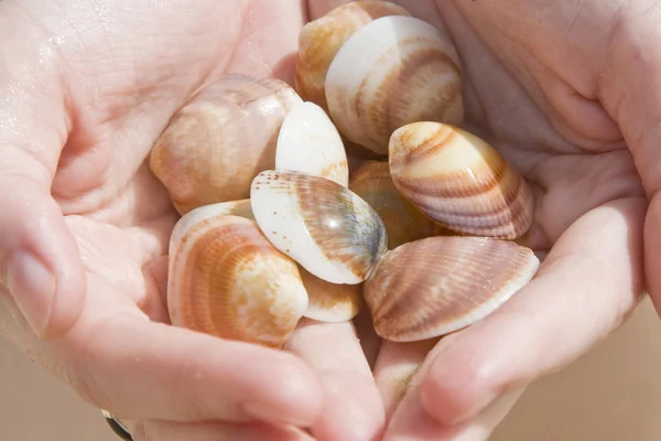 stock image Collection of shells