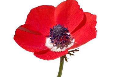 Red anemone isolated clipart