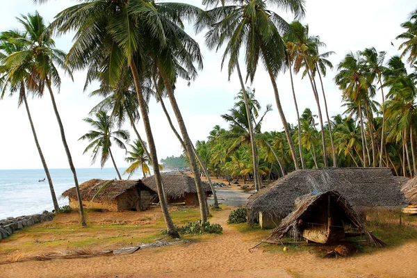 Palm trees on the calm bay — Stock Photo, Image