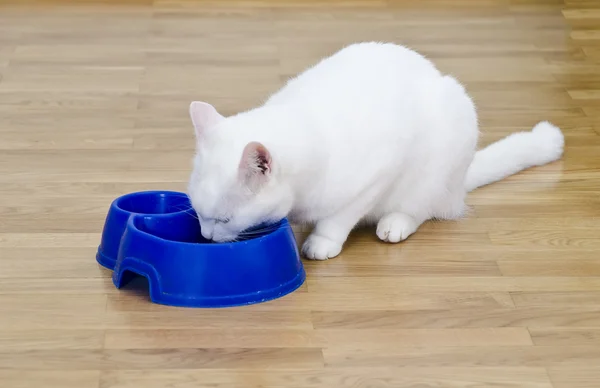Weiße Katze frisst eine Mahlzeit aus weiß-blauer Schale — Stockfoto