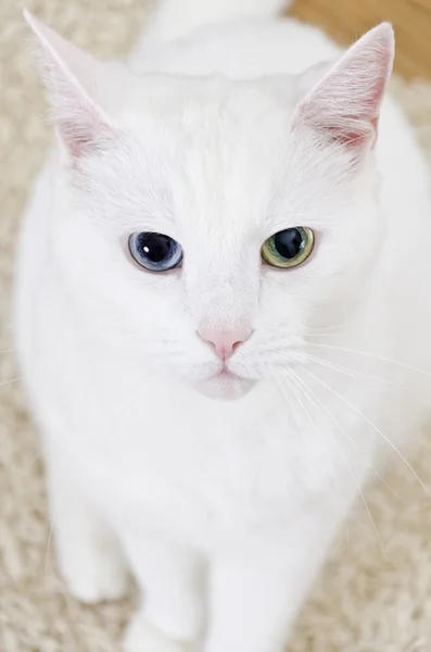 Bílá kočka s jinýma očima díval přímo do kamery — Stock fotografie