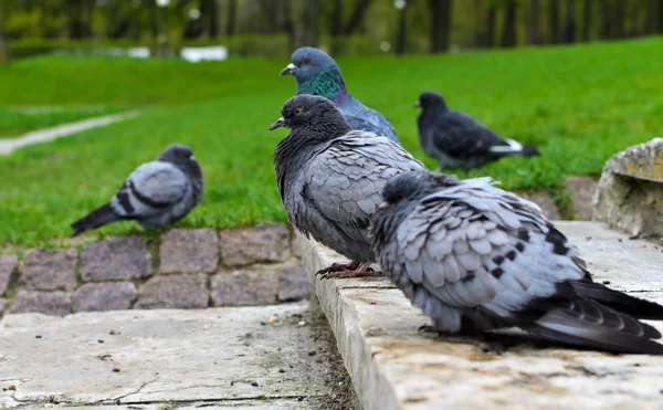 Muchas palomas en el parque . — Foto de Stock