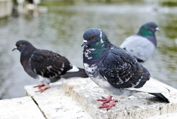 Muchas palomas cerca del estanque del parque . — Foto de Stock