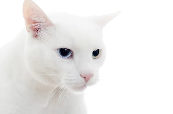 Μεγέθυνση της λευκή γάτα. απομονωθεί σε λευκό. — Φωτογραφία Αρχείου