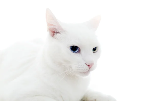 Μεγέθυνση της λευκή γάτα. απομονωθεί σε λευκό. — Φωτογραφία Αρχείου