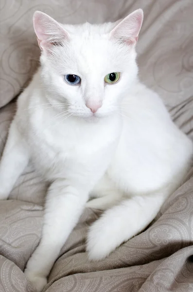 Portret biały kot z innymi oczami. niebieski i zielony. — Zdjęcie stockowe