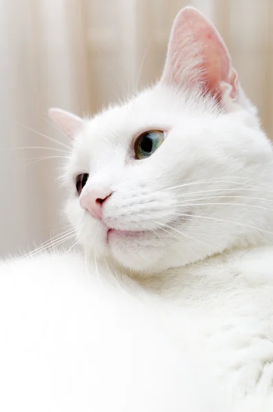 Porträt einer weißen Katze mit anderen Augen. blau und grün. — Stockfoto