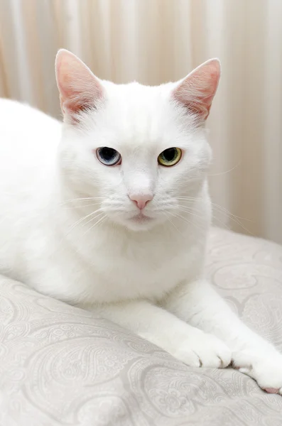Porträt einer weißen Katze mit anderen Augen. blau und grün. — Stockfoto