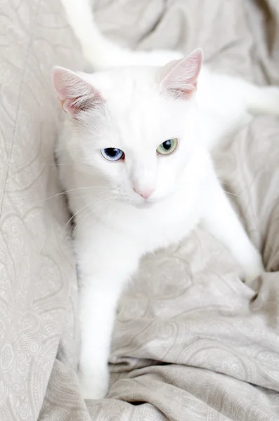 Πορτρέτο του λευκό γάτα με διαφορετικά μάτια. μπλε και πράσινο. — Φωτογραφία Αρχείου